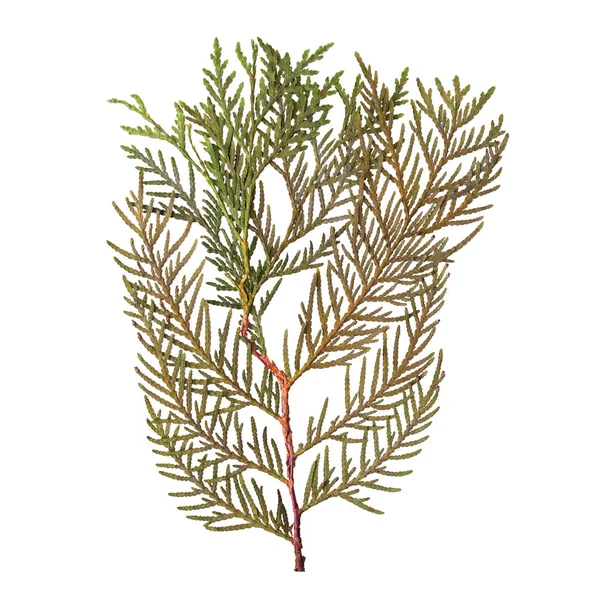 Sulak beyaz arka plan üzerinde izole kurutulmuş ve preslenmiş köknar dalı. Yukarıdan görüntülemek