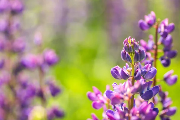 Blooming lupine flowers. A field of lupines. Violet spring and summer flowers — Stock Photo, Image