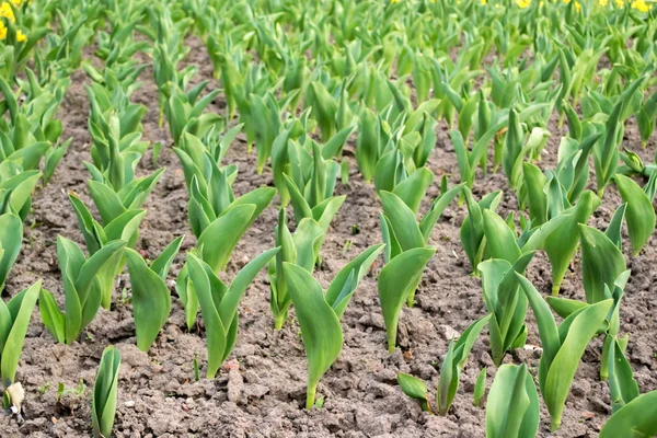 Egy tulipánvirágágyás. Tulipán csírák. Fiatal tavaszi növények, rügyek. — Stock Fotó