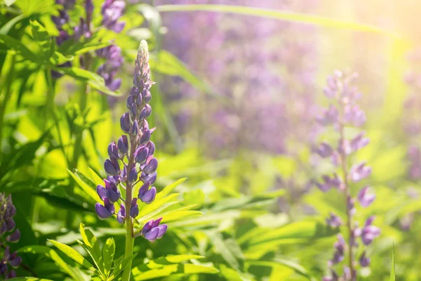 Flores de altramuz florecientes. Un campo de altramuces. Violeta primavera y verano flores — Foto de Stock