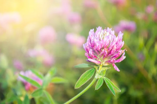 Flor de trevo em um prado em um dia de verão . — Fotografia de Stock