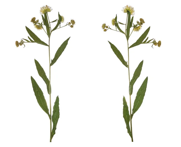 Gedroogde tak voorjaar veld bloem ingedrukt. Herbarium van wilde bloemen. — Stockfoto