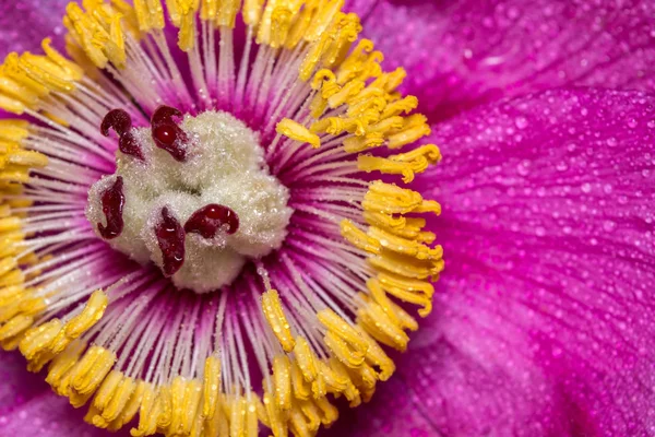 Nahaufnahme der Mitte einer Pfingstrose mit Tautropfen. eine große rosa Frühlingsblume. — Stockfoto