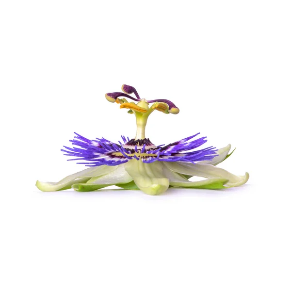 Passiflora passionflower isolado em fundo branco. Grande flor bonita . — Fotografia de Stock