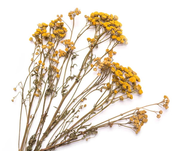 Plano poner las ramas secas de hierba de tansy sobre un fondo blanco —  Fotos de Stock