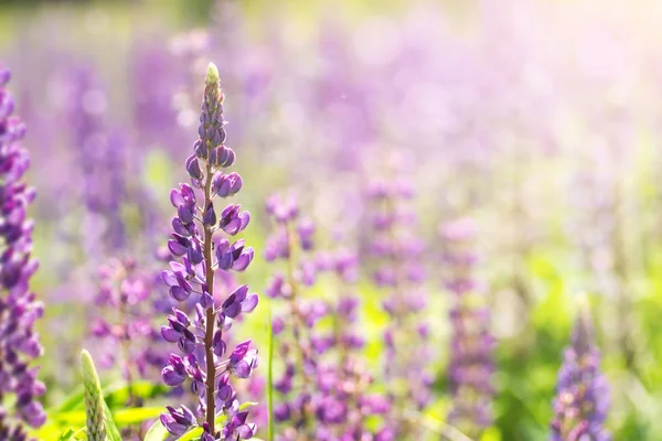 Bloeiende lupine bloemen. Een veld van lupine. Zonlicht schijnt op planten. — Stockfoto