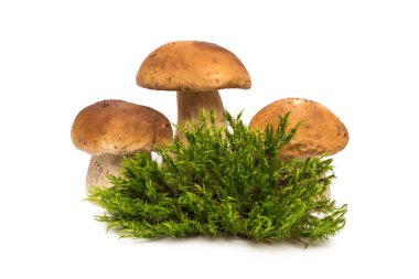 Mantar beyaz. Üç mantar moss hakkında. Porcini ve moss.