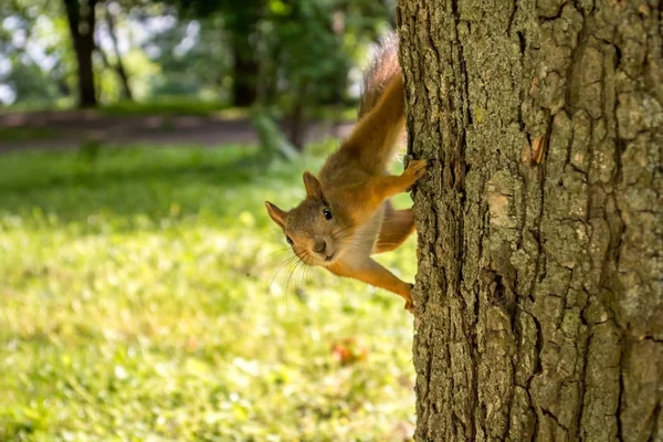 Ardilla en el árbol. Un pequeño animal en el parque . — Foto de Stock