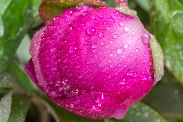 Peony bud with drops of dew. A large pink spring flower. — Stock Photo, Image