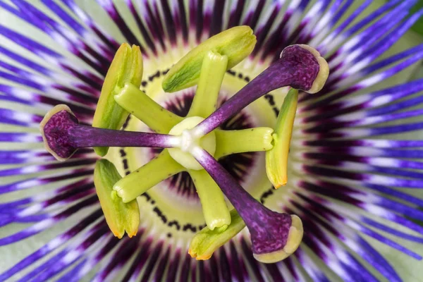 Passiflora passionflower close up. Big beautiful flower. — Stock Photo, Image