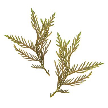 Sulak beyaz arka plan üzerinde izole kurutulmuş ve preslenmiş köknar dalı. İki taraftan göster.