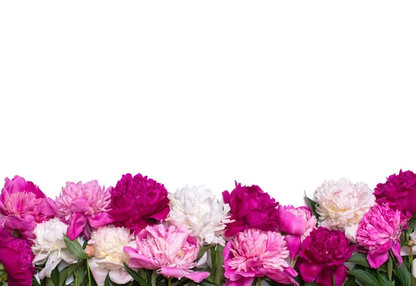 Border of peonies isolated on a white background. Floral design — Stock Photo, Image