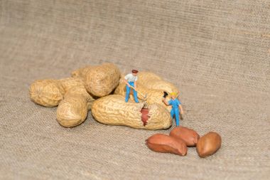 Minyatür insanlar yaratıcı konseptiyle. Fındık doğrama işçiler. Fındık. Küçük insanlar fıstık kırmak