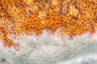 Doğal doku kalıp mandarine meyve makro üzerinde. Çürük arka plan.