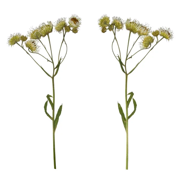 Pressed Dried branch of chamomile drug isolated. Herbarium of wild flowers. — Stock Photo, Image