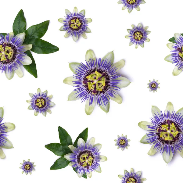 Seamless pattern with Passiflora passionflower on white background. — Stock Photo, Image