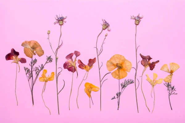 Żółty, czerwony, fioletowy suchego wciśnięty kwiaty i płatki na różowym tle — Zdjęcie stockowe
