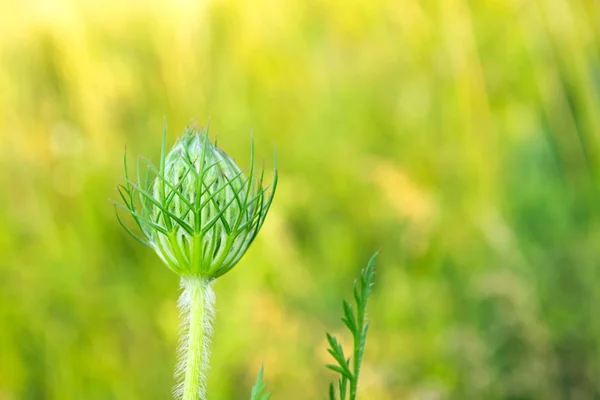 Flor de primavera. Plantas floridas no campo verde . — Fotografia de Stock