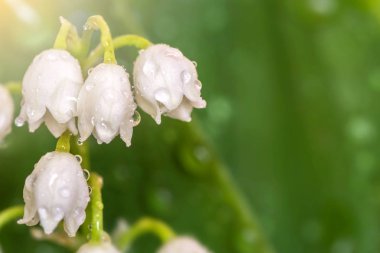 Lily vadi kapatın. Mayıs-lily çiğ damlaları ile bırakır. Bahar çiçekleri güneş ışınları