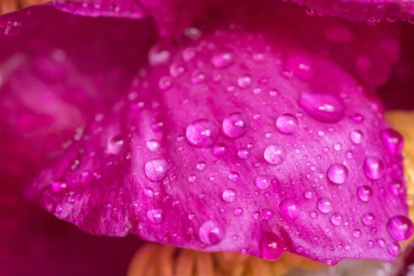 Close up to the peony bud with dew drops. Pink flower with water drops. — Stock Photo, Image