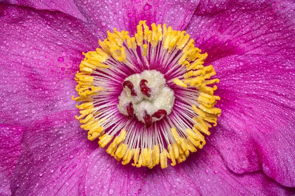 Nahaufnahme der Mitte einer Pfingstrose mit Tautropfen. eine große rosa Frühlingsblume. — Stockfoto
