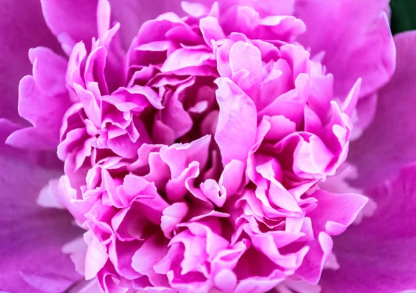 Peony macro Pink flower. Delicate color blurry texture. — Stock Photo, Image