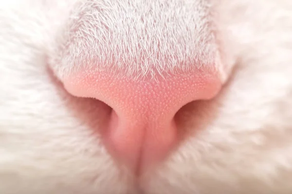 The cats nose. White cat. Pink nose macro. — Stock Photo, Image