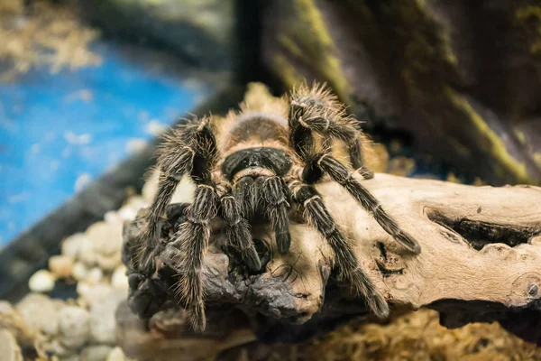 Terrario de tarántula venenosa. Tarántula marrón. Auska. . —  Fotos de Stock