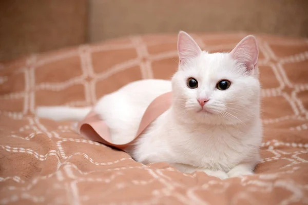 Белая кошка на коричневом одеяле. Домашнее животное — стоковое фото