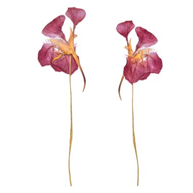 Kırmızı bahar kurutulmuş ve çiçekler bastırdı. Beyaz arka plan üzerinde izole sulak.