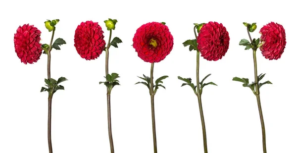 Conjunto de hermosas flores de dalia aisladas sobre fondo blanco. Una flor de diferentes lados — Foto de Stock