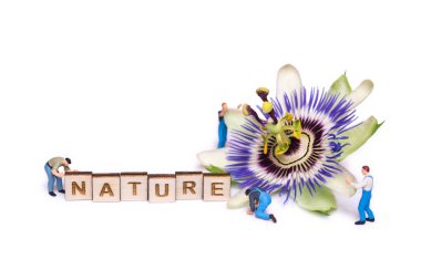 Beyaz arka plan üzerinde izole Passiflora Çarkıfelek. Çiçek ve halklar