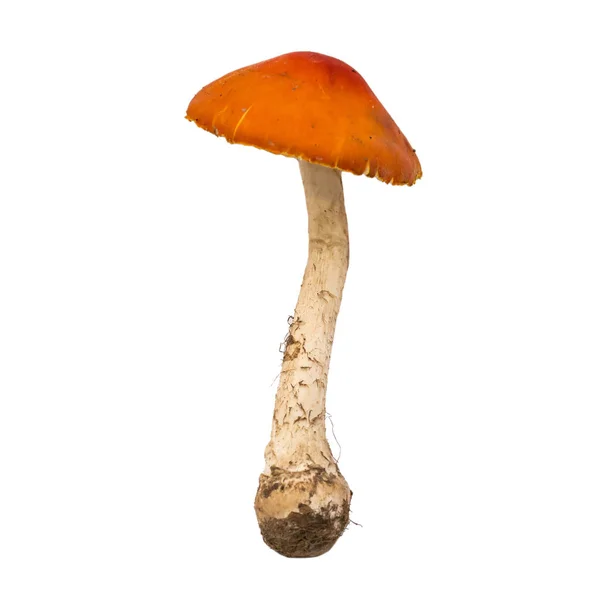 Amanita muscaria seta aislada. Color y textura natural . — Foto de Stock