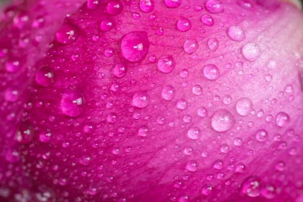Close up to the peony bud with dew drops. Pink flower with water drops. — Stock Photo, Image
