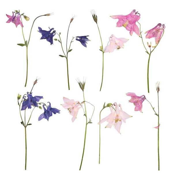 Conjunto de flores secas y prensadas de un Aquilegia vulgaris rosa, azul y púrpura — Foto de Stock