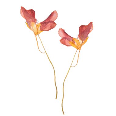 Kırmızı bahar kurutulmuş ve çiçekler bastırdı. Beyaz arka plan üzerinde izole sulak.