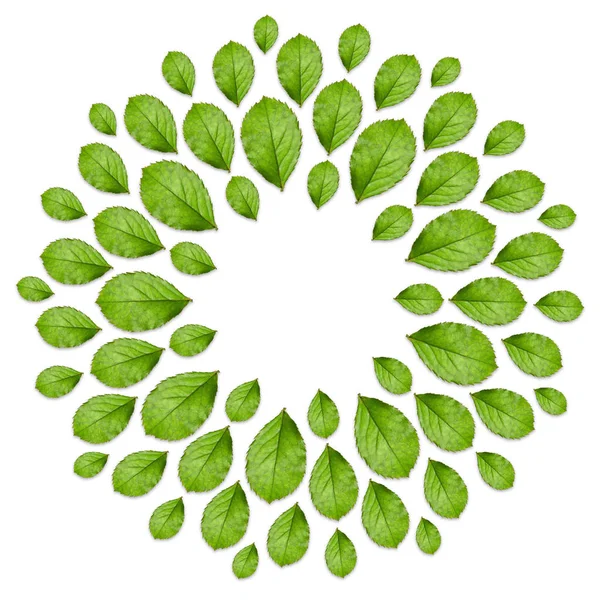 플로랄 프레임 신선한 녹색에서 만든 나뭇잎. 상위 뷰, 크리에이 티브 레이아웃 — 스톡 사진