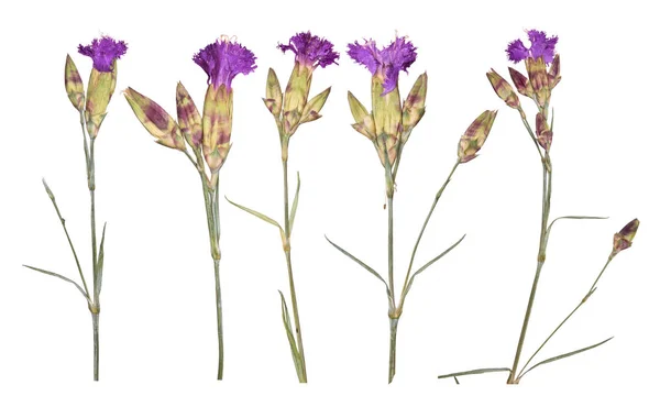 Conjunto de flores púrpuras secas y prensadas. Herbario aislado en blanco — Foto de Stock