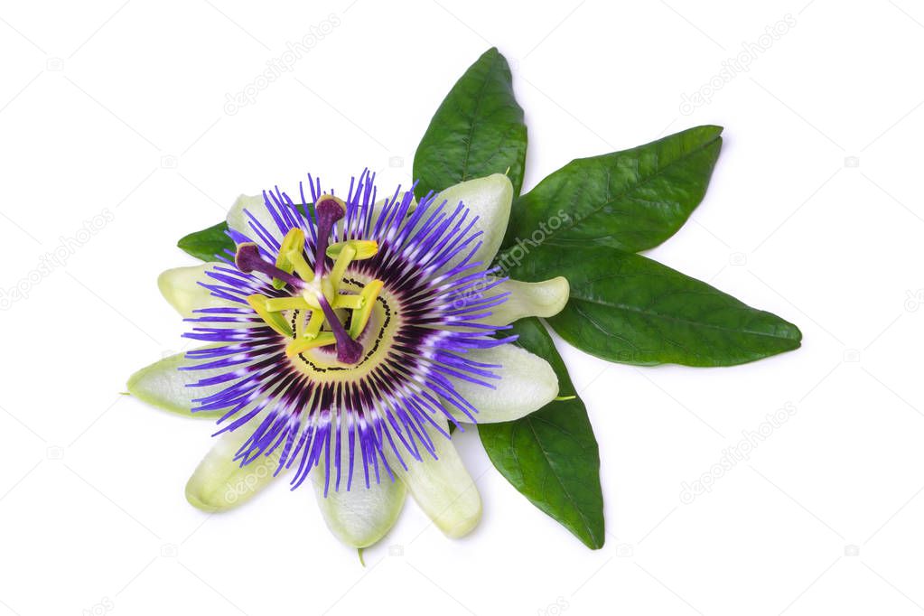 Passiflora passionflower isolated on white background. Big beautiful flower.