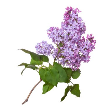Beyaz arka plan üzerinde izole leylak dalı. Güzel bahar çiçekleri