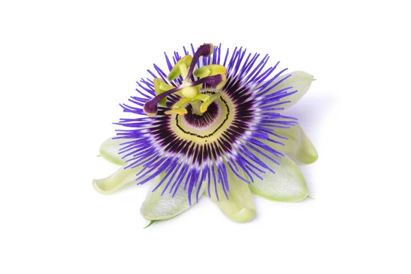 Passiflora passionflower isolado em fundo branco. Grande flor bonita — Fotografia de Stock