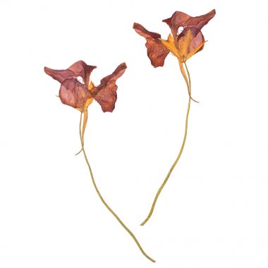 Kurutulmuş ve beyaz arka plan üzerinde izole bahar çiçekleri preslenmiş