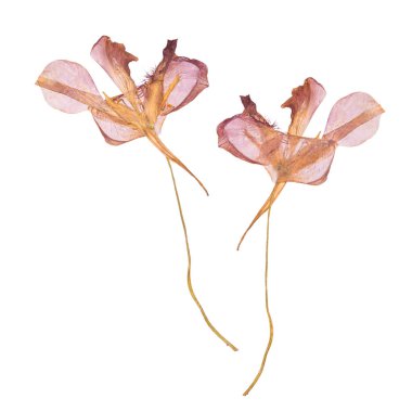 Kurutulmuş ve beyaz arka plan üzerinde izole bahar çiçekleri bastırdı. Sulak