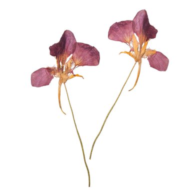 Kurutulmuş ve beyaz arka plan üzerinde izole bahar çiçekleri bastırdı. Sulak