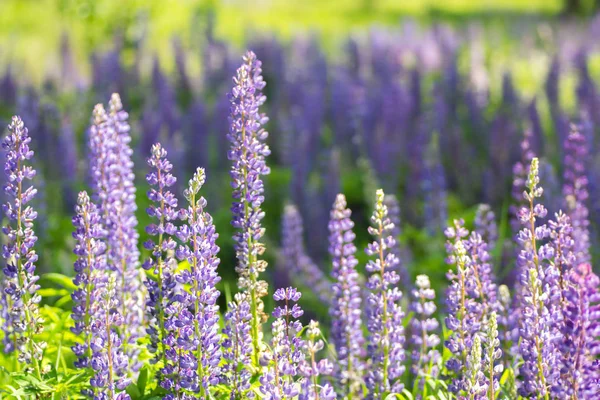 Çiçek acı bakla çiçekler. Lupines bir alan. Menekşe bahar ve yaz çiçek