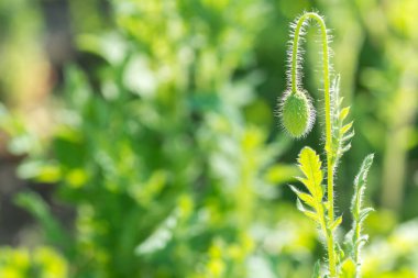Genç bahar bitki. Genç bir haşhaş bir çayırda Filiz.
