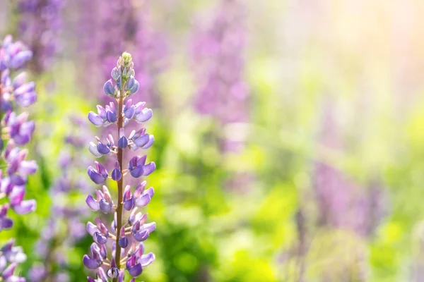 Flores de altramuz florecientes. Un campo de altramuces. Violeta primavera y verano flores — Foto de Stock