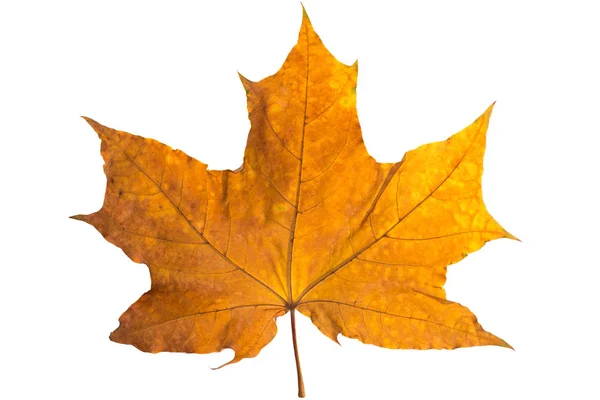 オレンジ色のカエデの葉は、白で隔離。秋の乾燥葉. — ストック写真