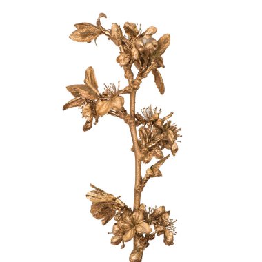 Beyaz arka plan üzerinde izole altın sakura şube. Boyalı çiçek