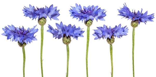 Set Cornflowers Isolated Blue Spring Flowers — Stock Photo, Image